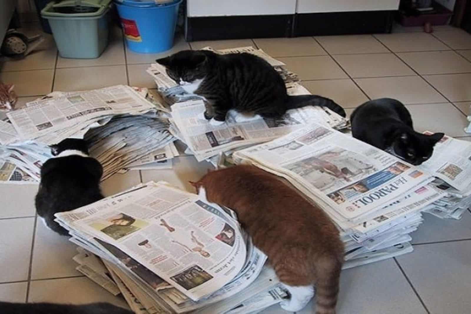 cats playing with newspaper
