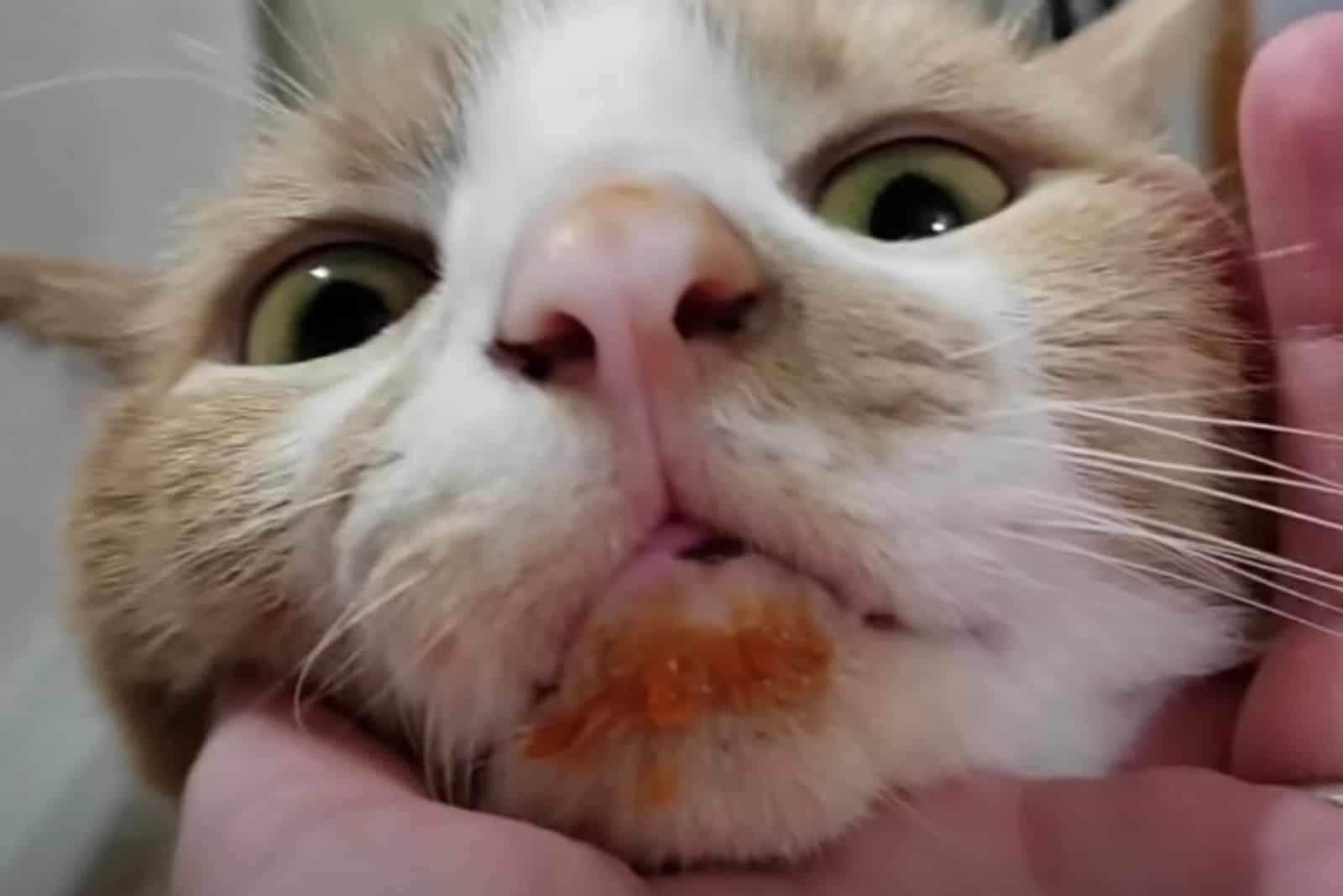 close-up of Trekkie's head with sauce around his mouth