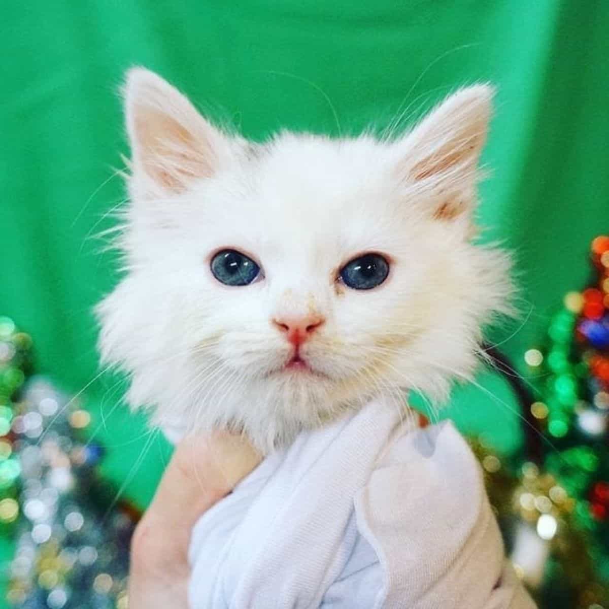 close-up photo of a white kitten