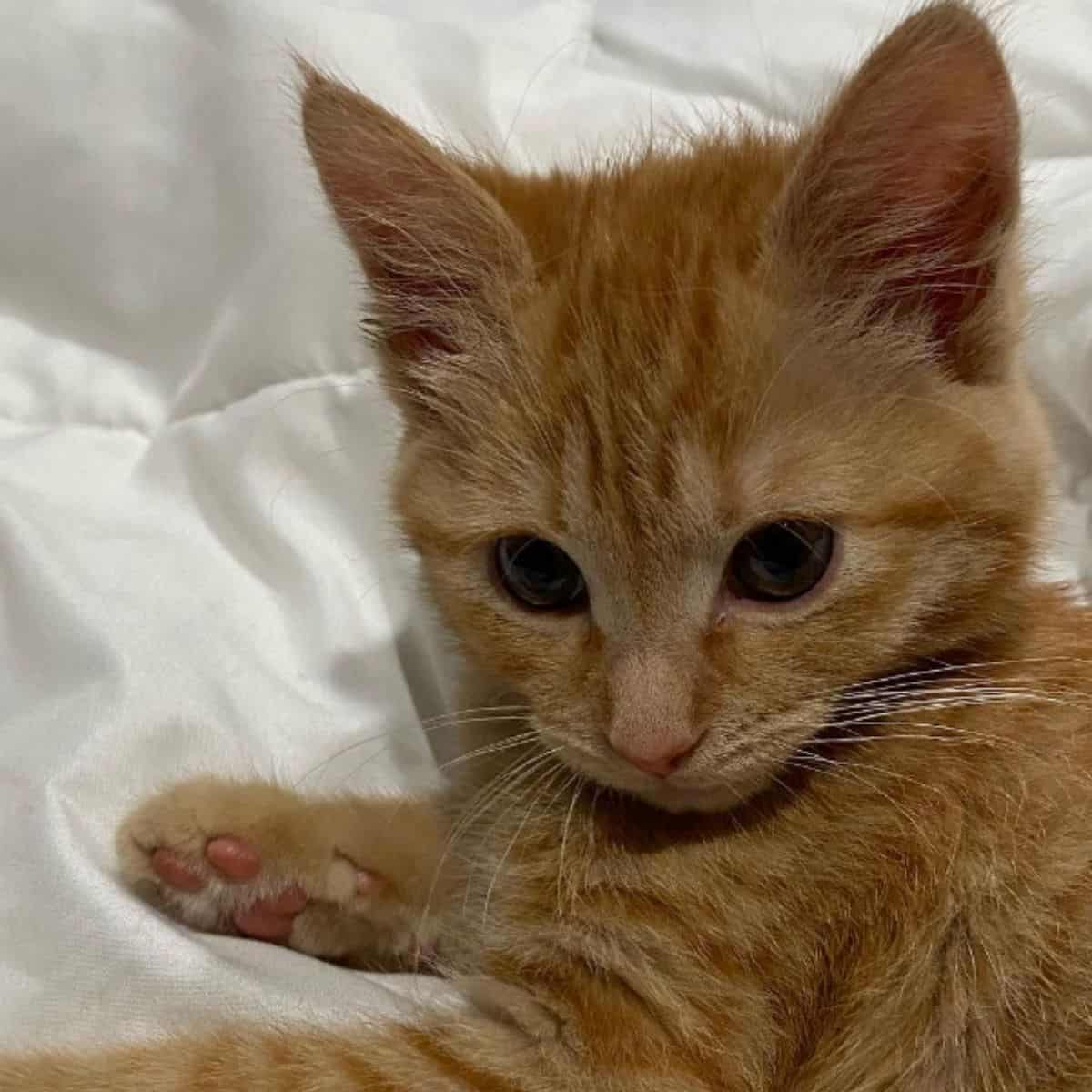 close-up photo of max the kitten