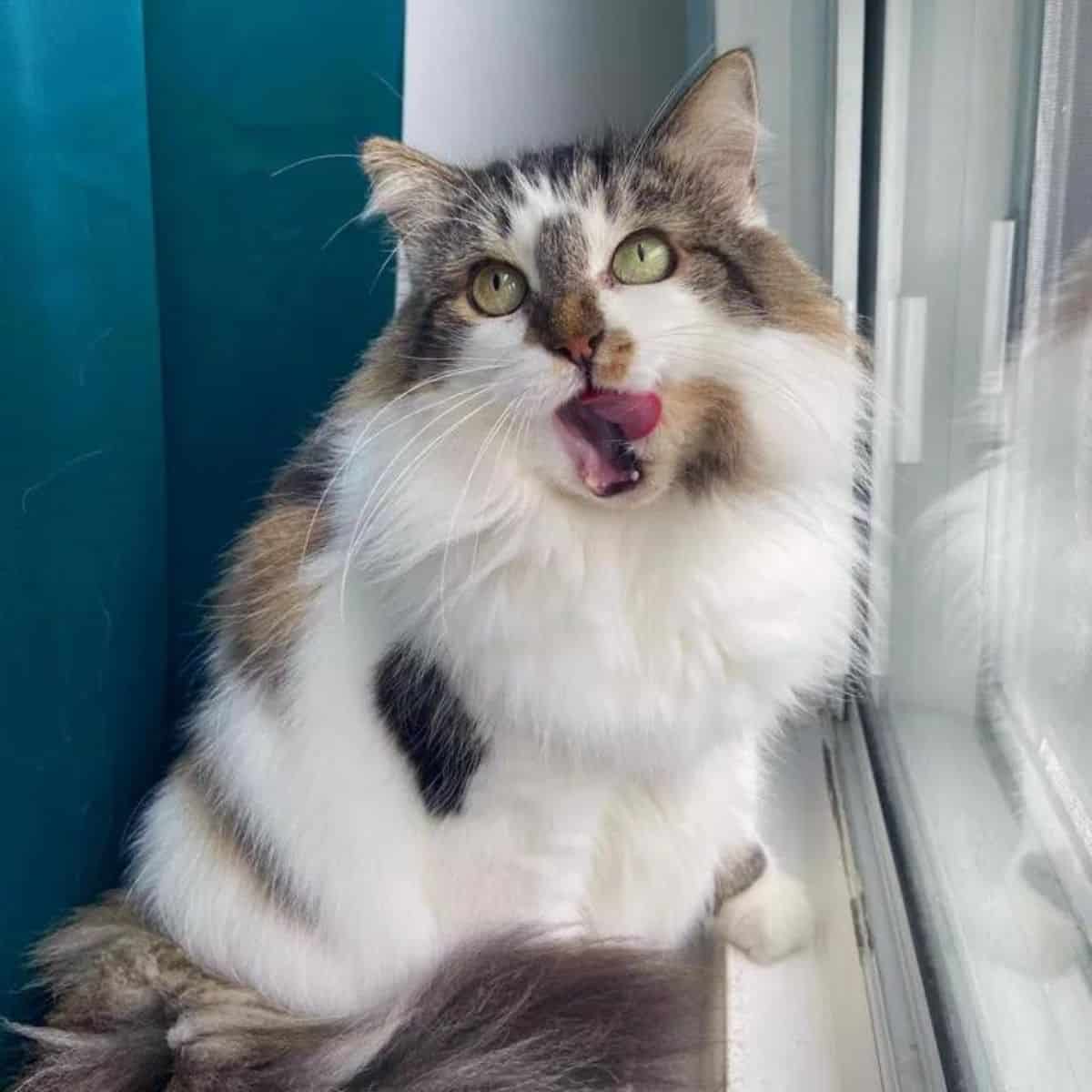 cute cat sitting by the window yawning