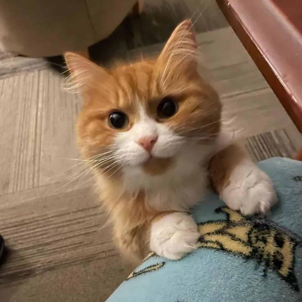 cute cat that looks like a Garfield