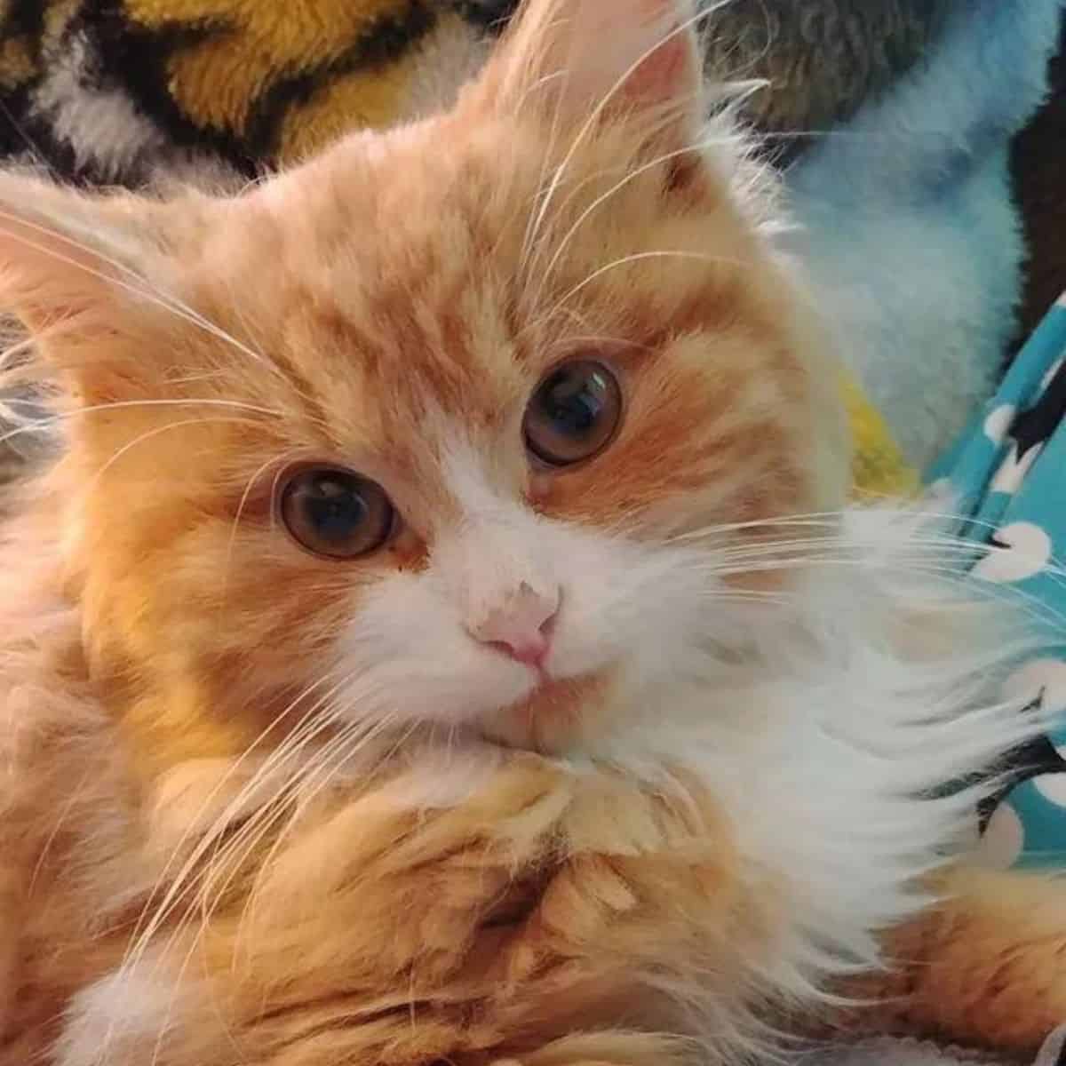 cute cat with orange and white fur