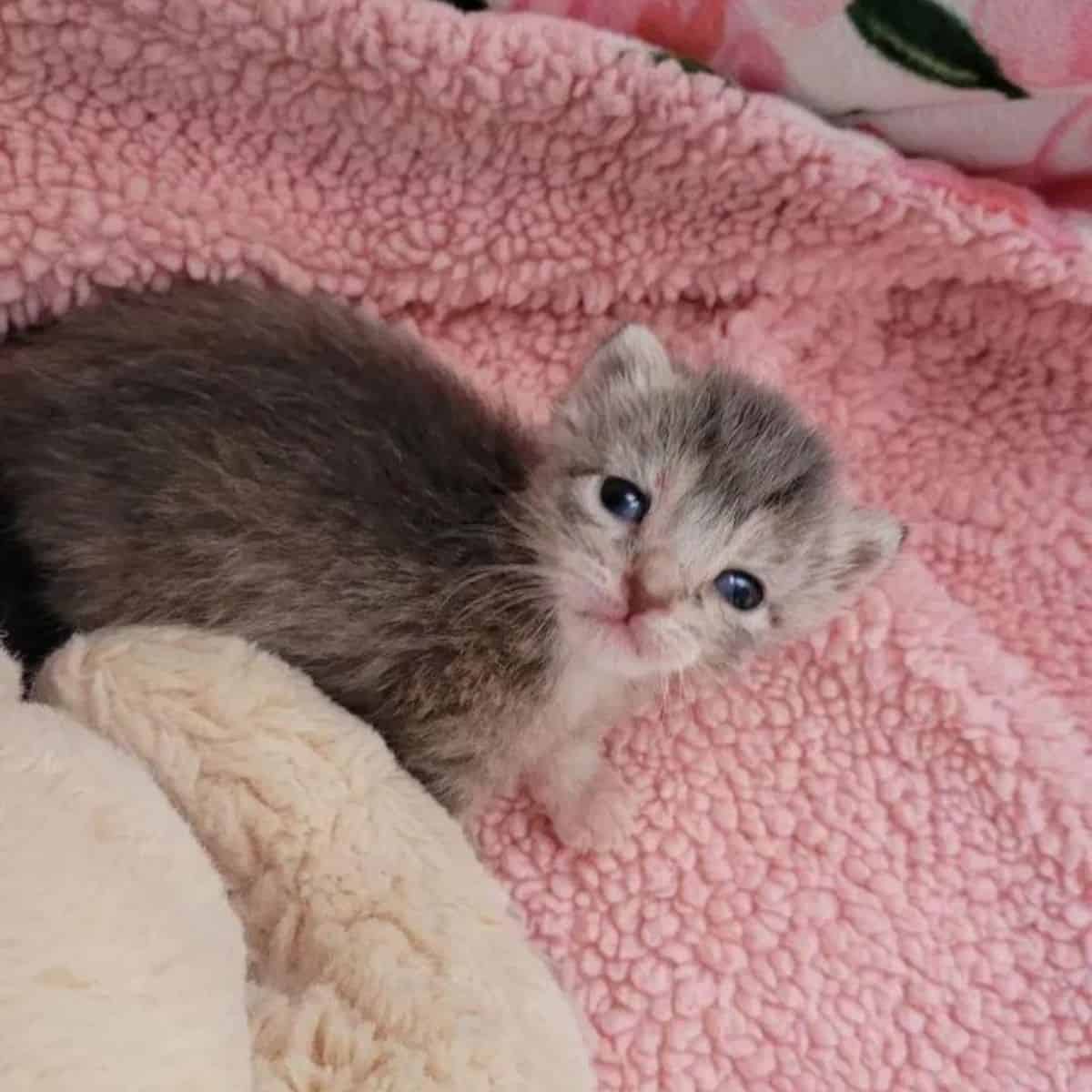 cute kitten lies on a pink blanket