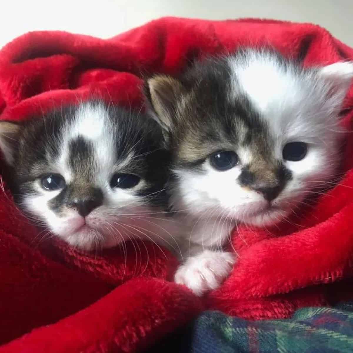 cute kittens wrapped in a red blanket
