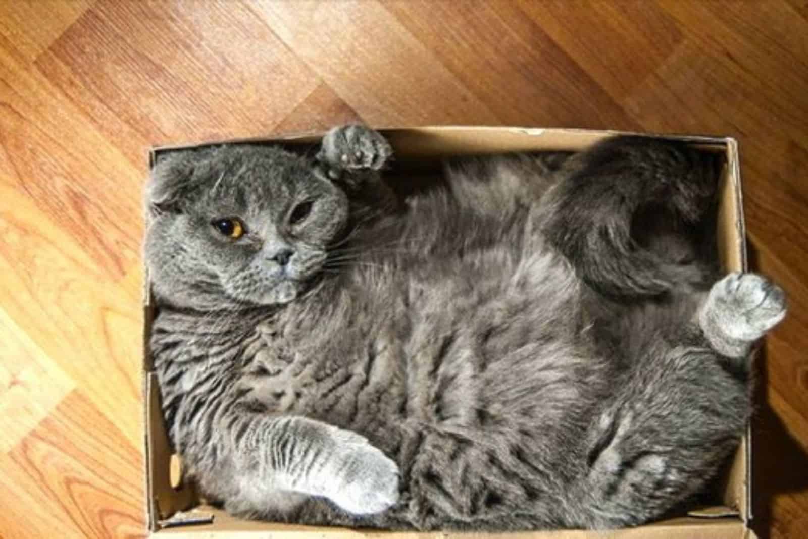 dark grey cat lying in a box