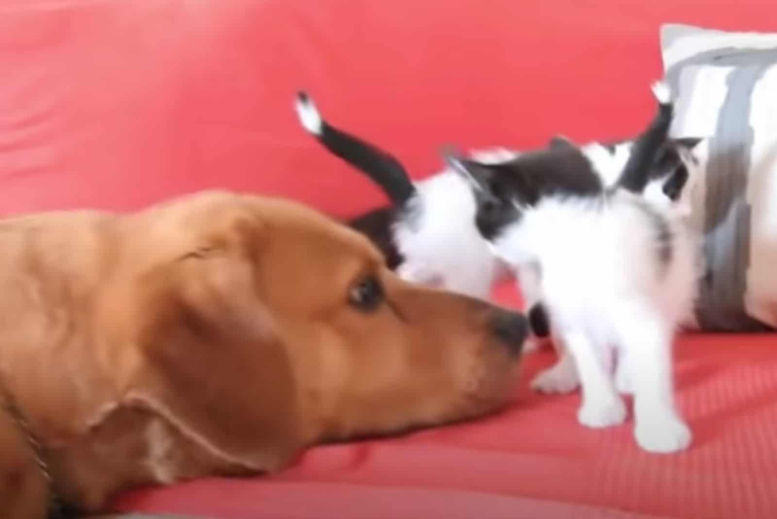 dog lying on a red sofa with kittens