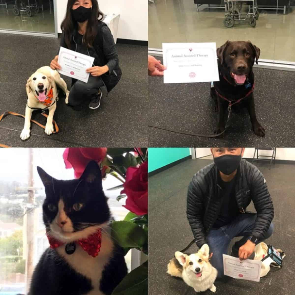 dogs and cats with certificate