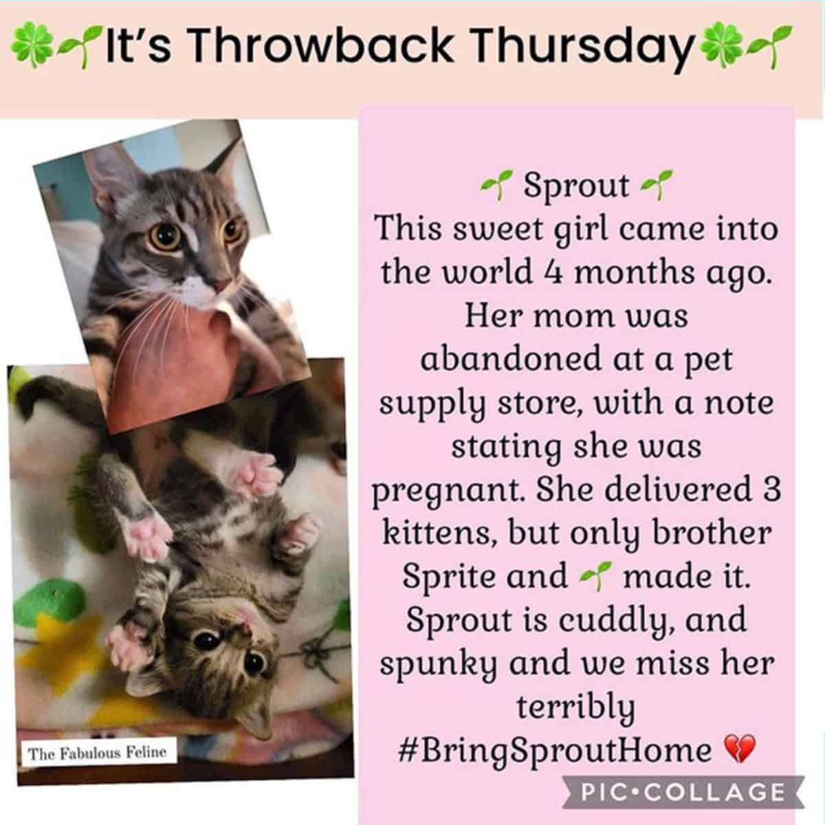 flyer with a photo of Sprout and his story on pink background