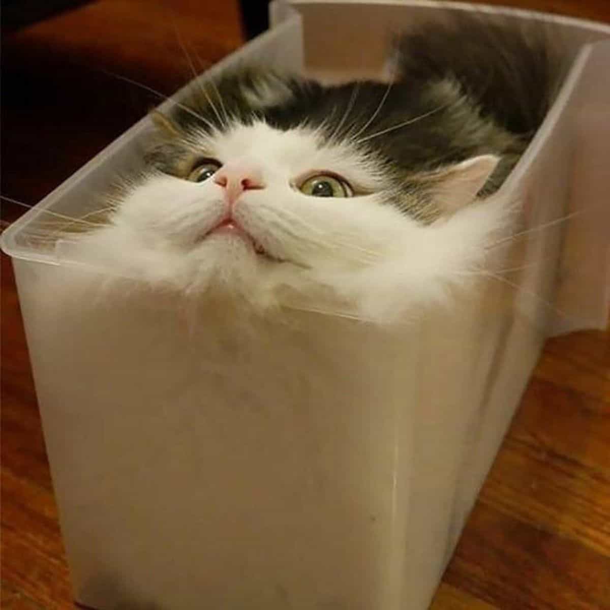 funny cat in the box
