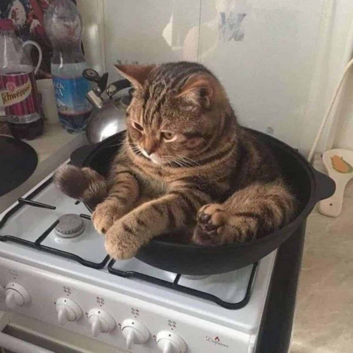 funny cat in the pan