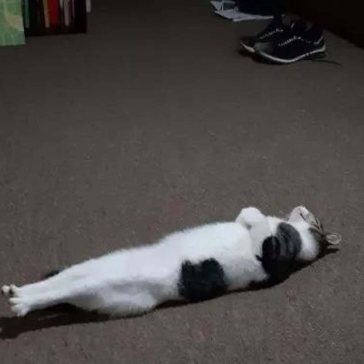 funny cat laying on back