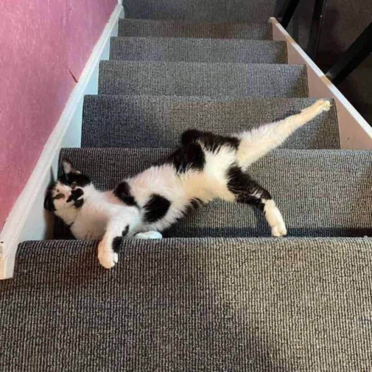 funny cat on stairs