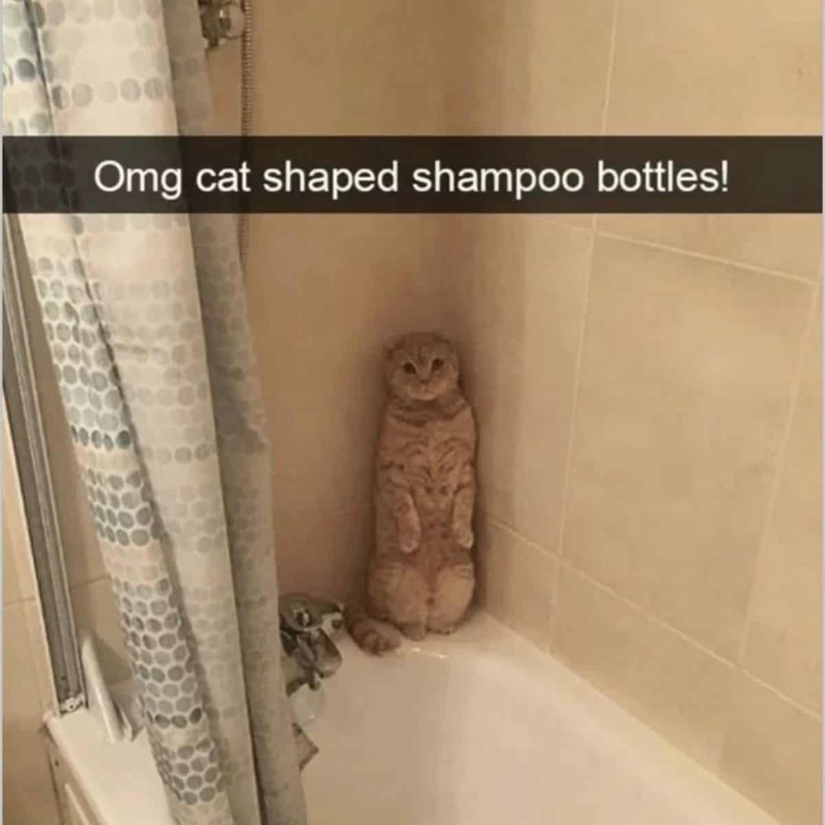 funny cat standing like a shampoo bottle