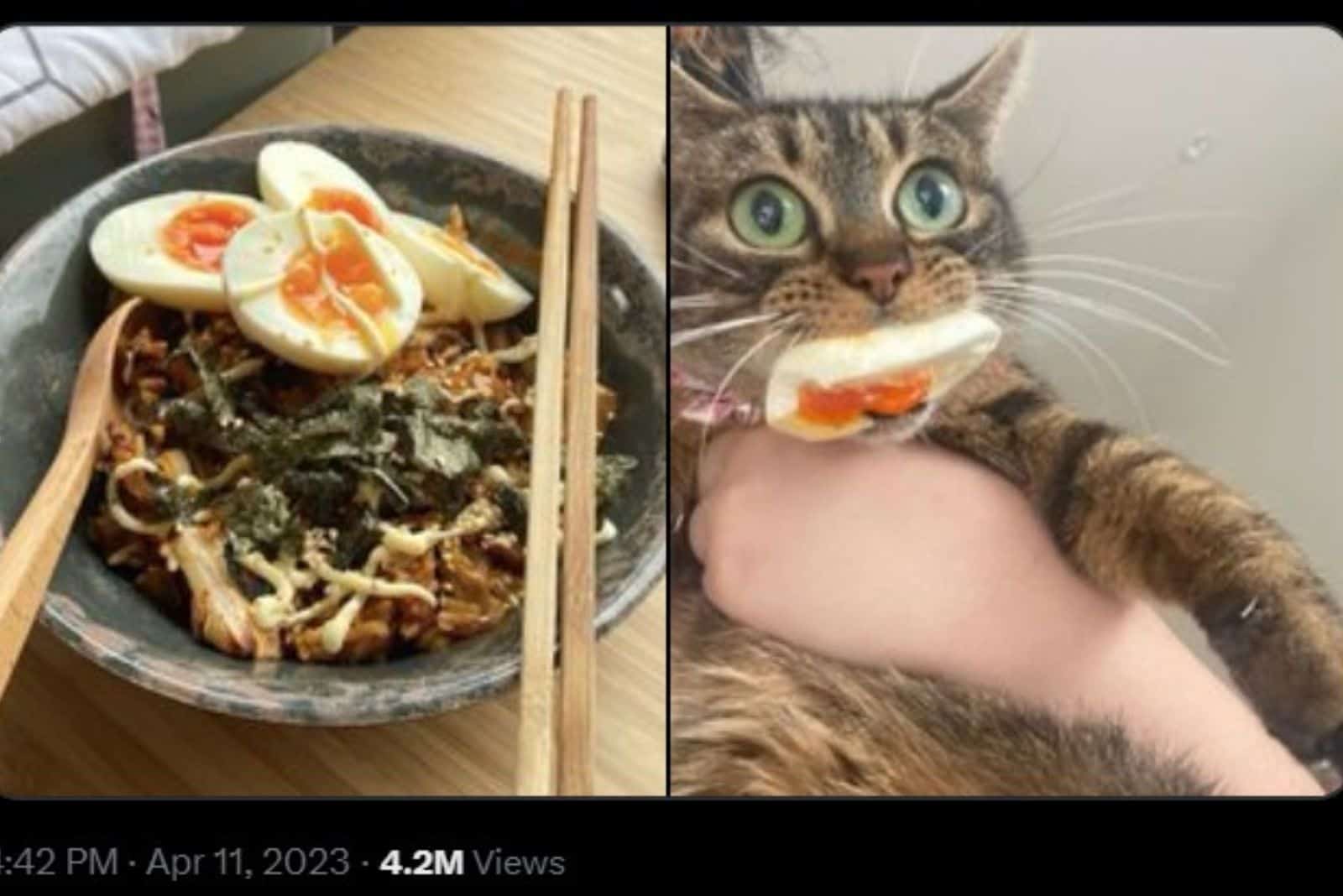 funny cat with egg