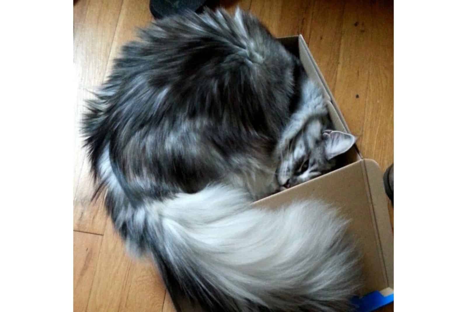 furry gray cat in a box