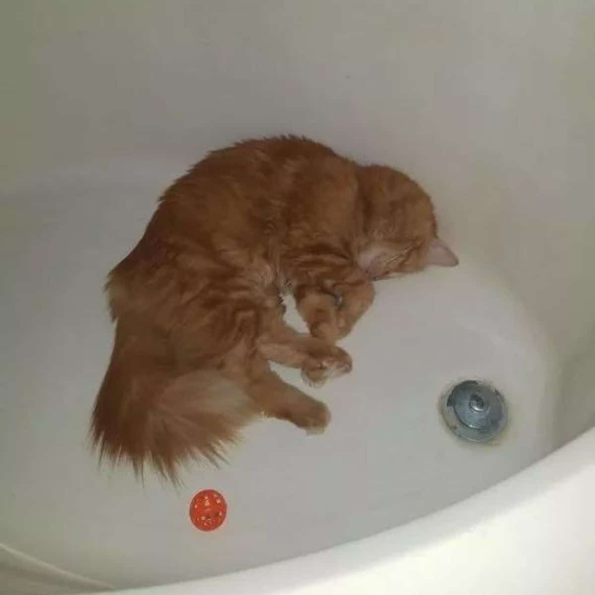 ginger cat in bathtube