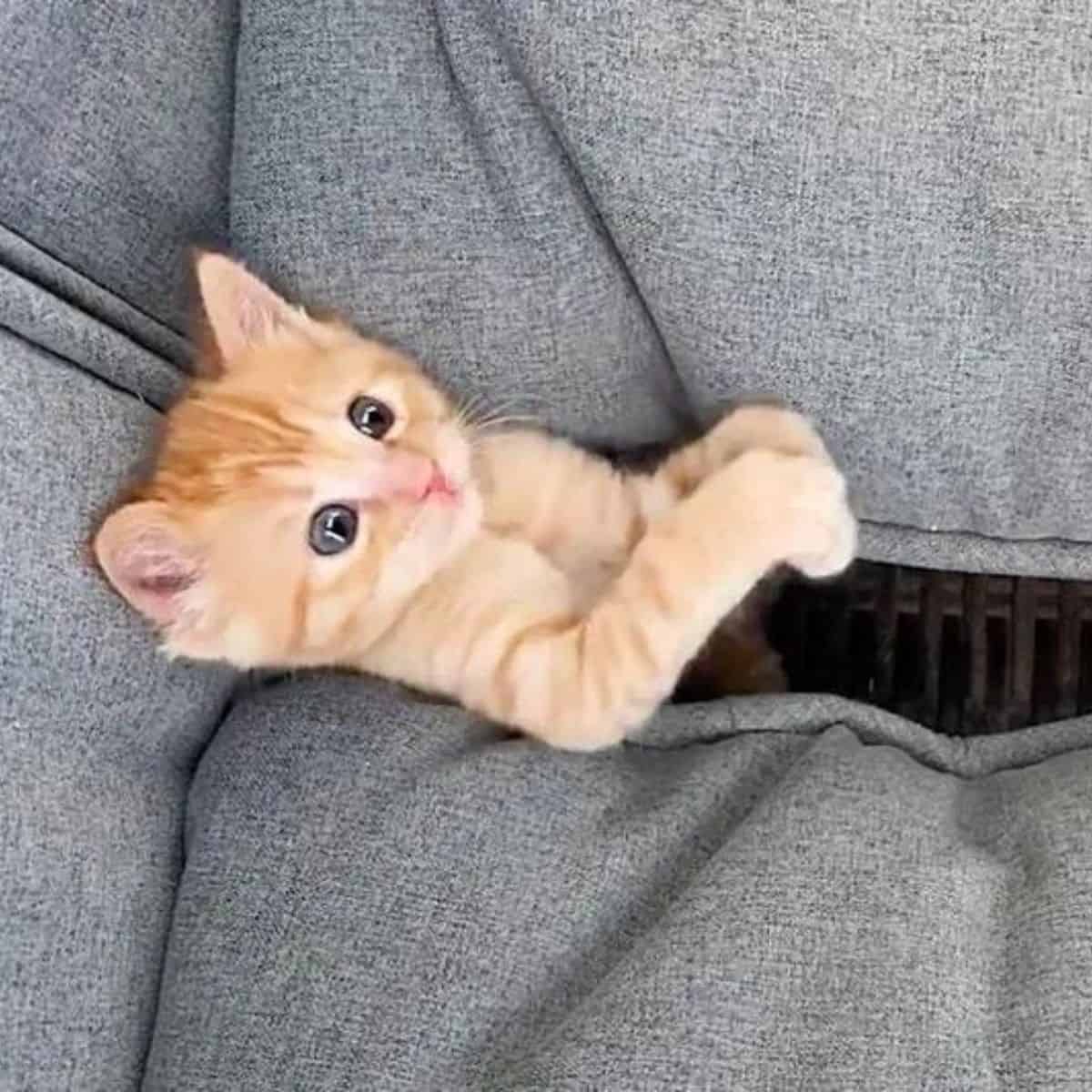 ginger cat in between couch cushions