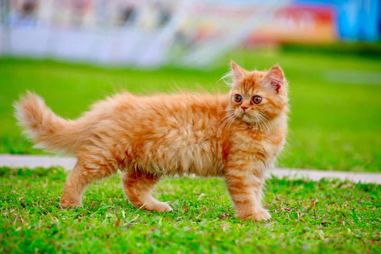 ginger cat on green grass