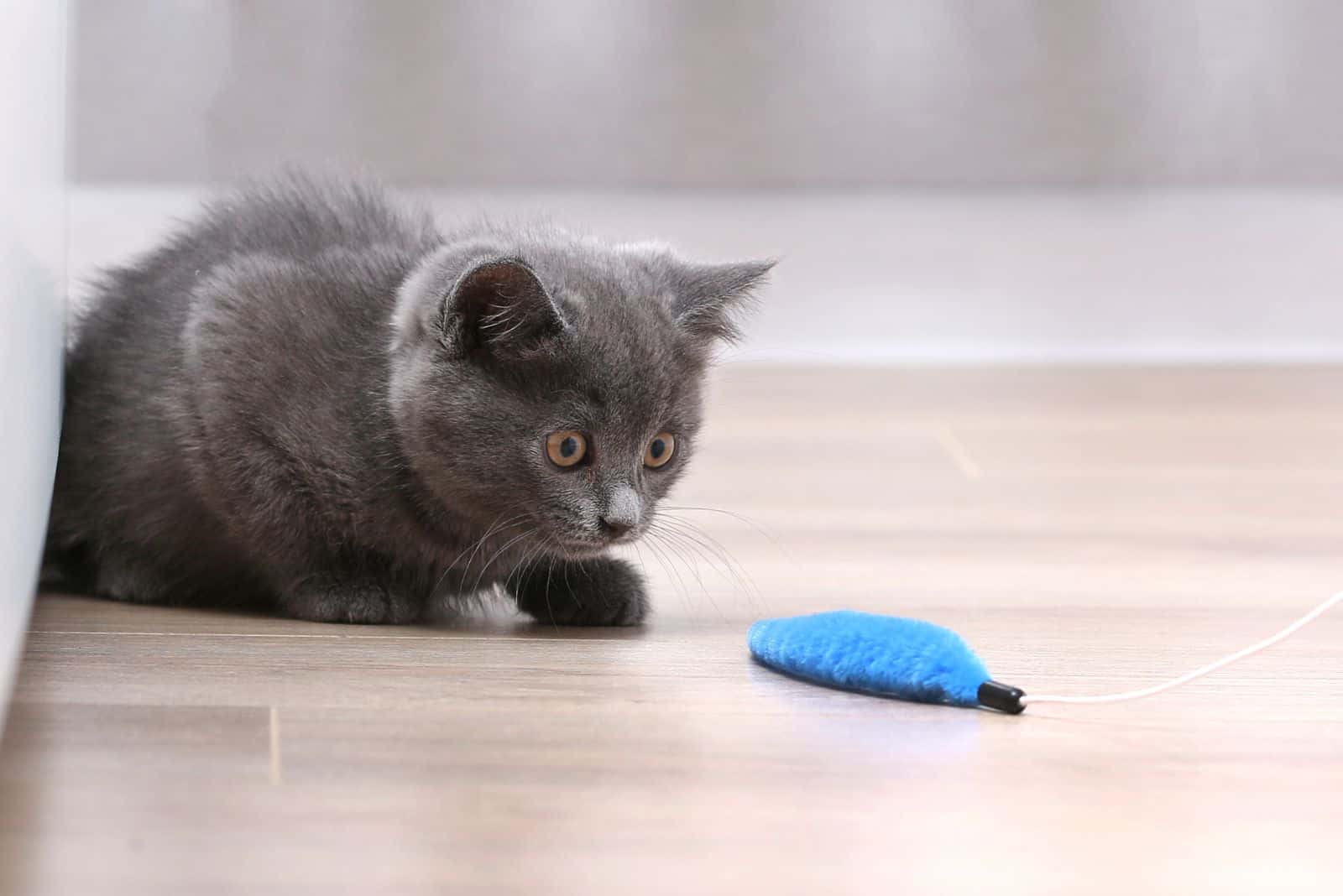 gray cat lookin at a blue toy