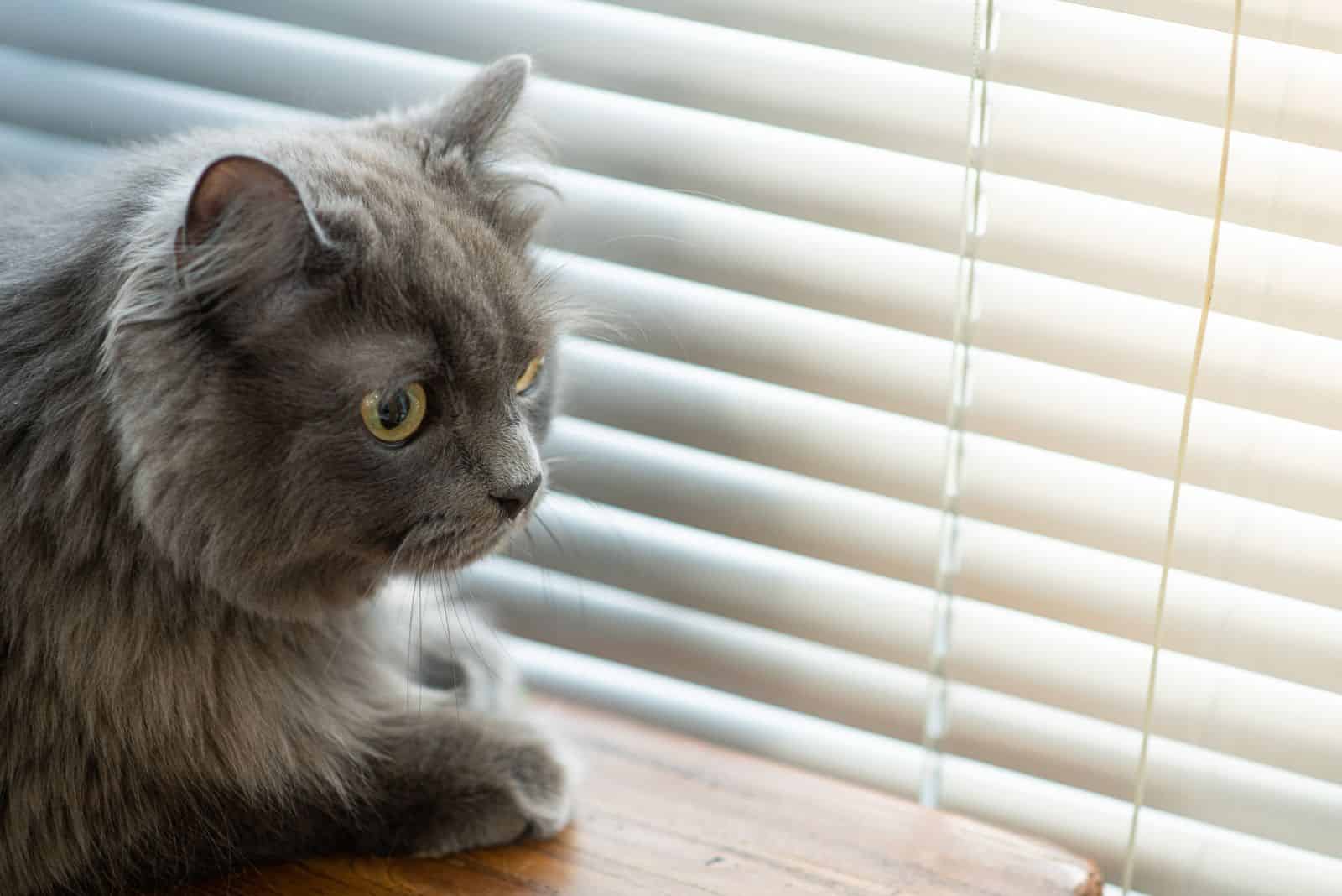 gray cat lying down by the window blinds