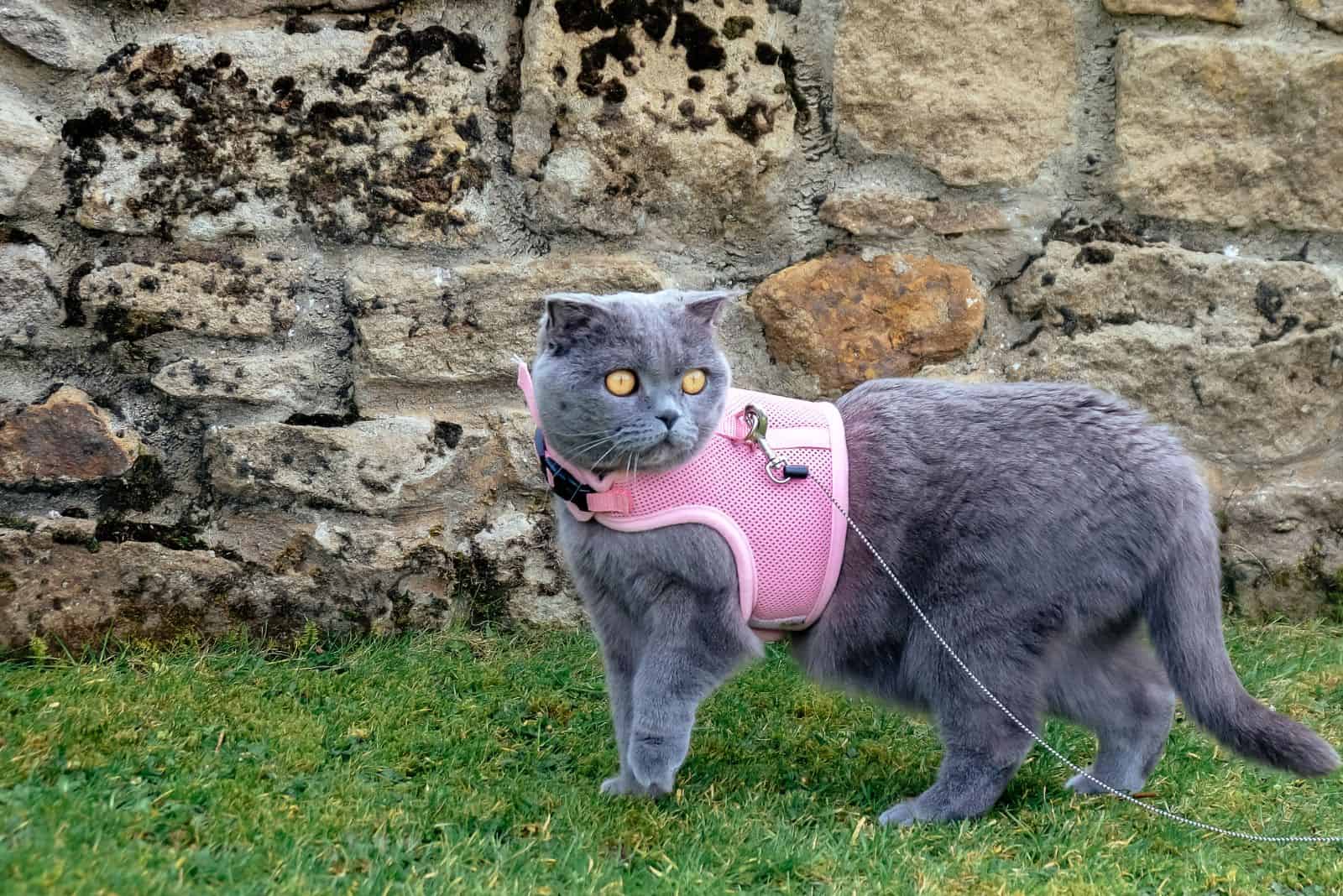 gray cat standing in green grass