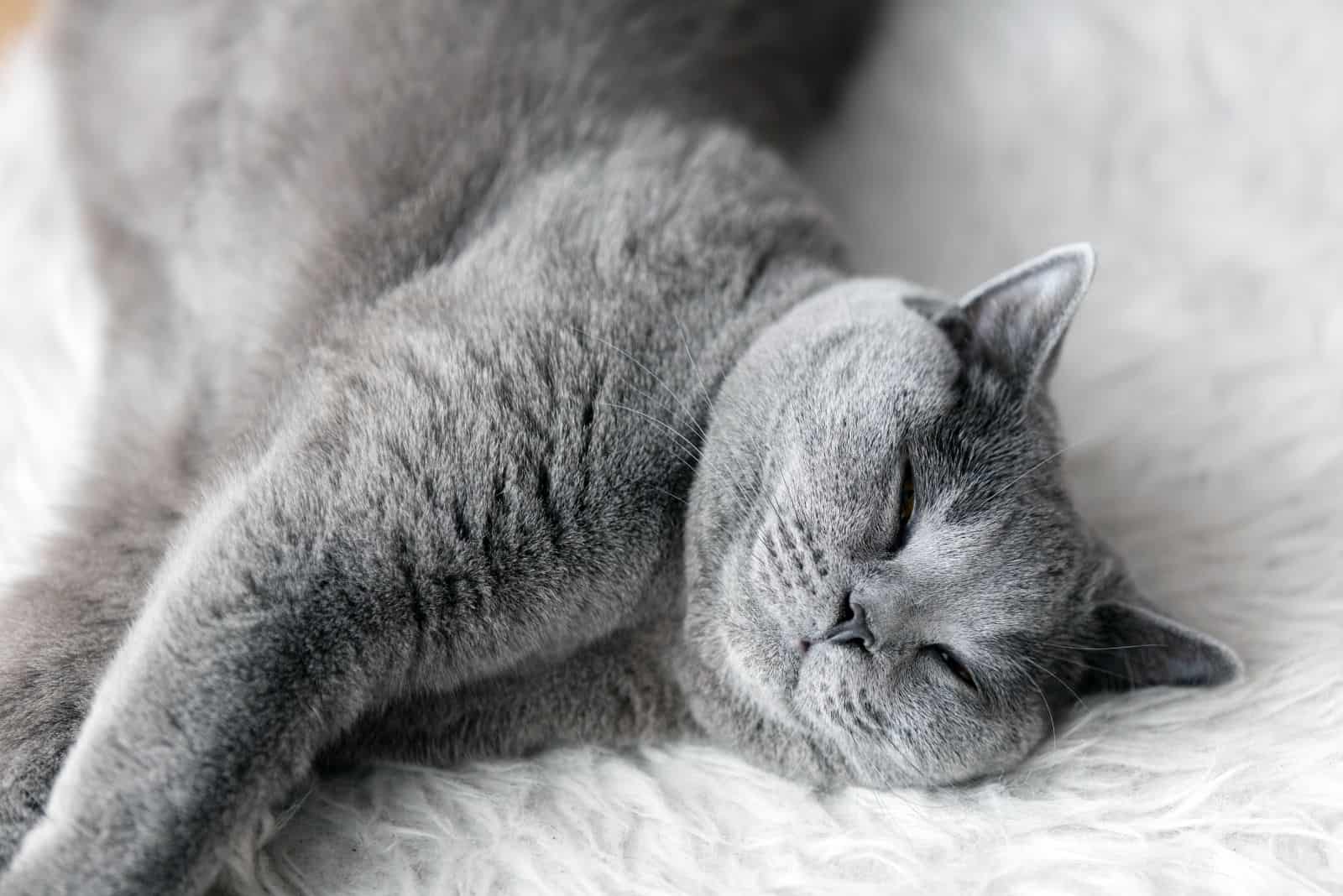 grey cat sleeps