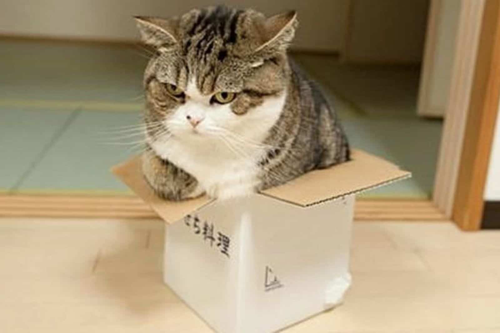 grumpy cat in a box