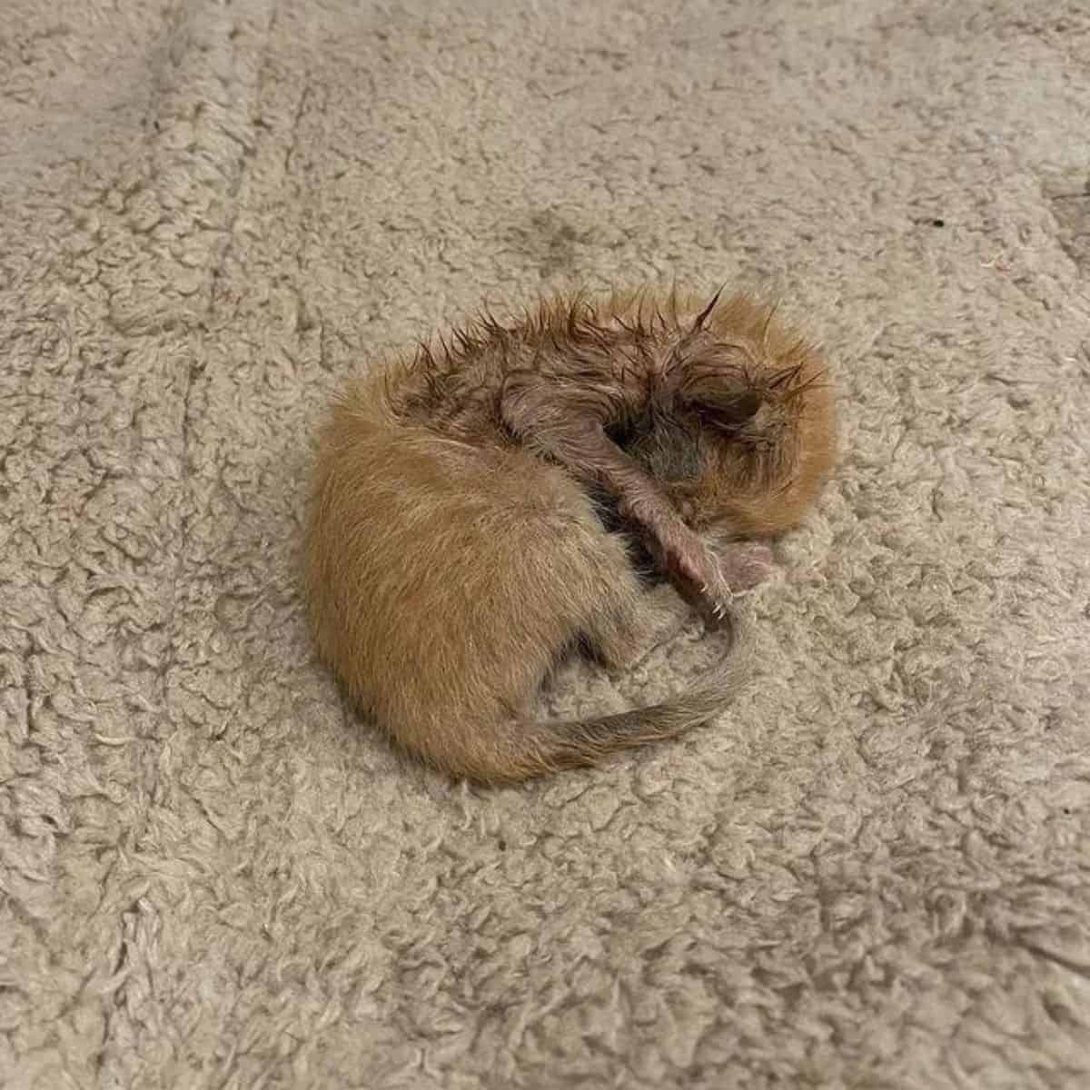 kitten curled up on the floor