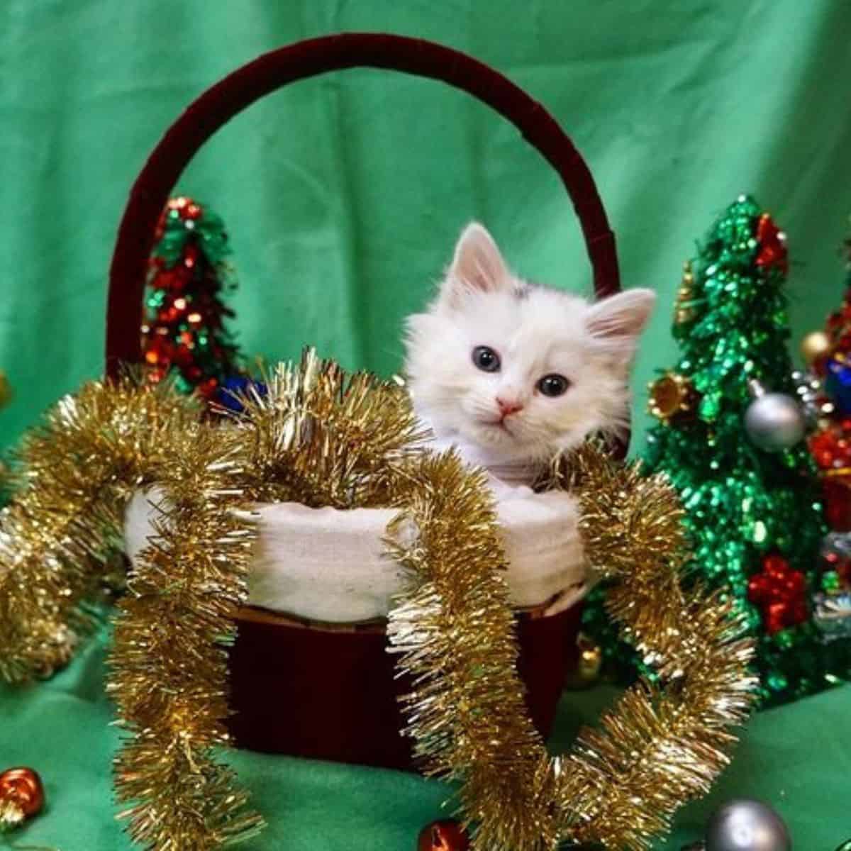 kitten in a basket with christmas decorations