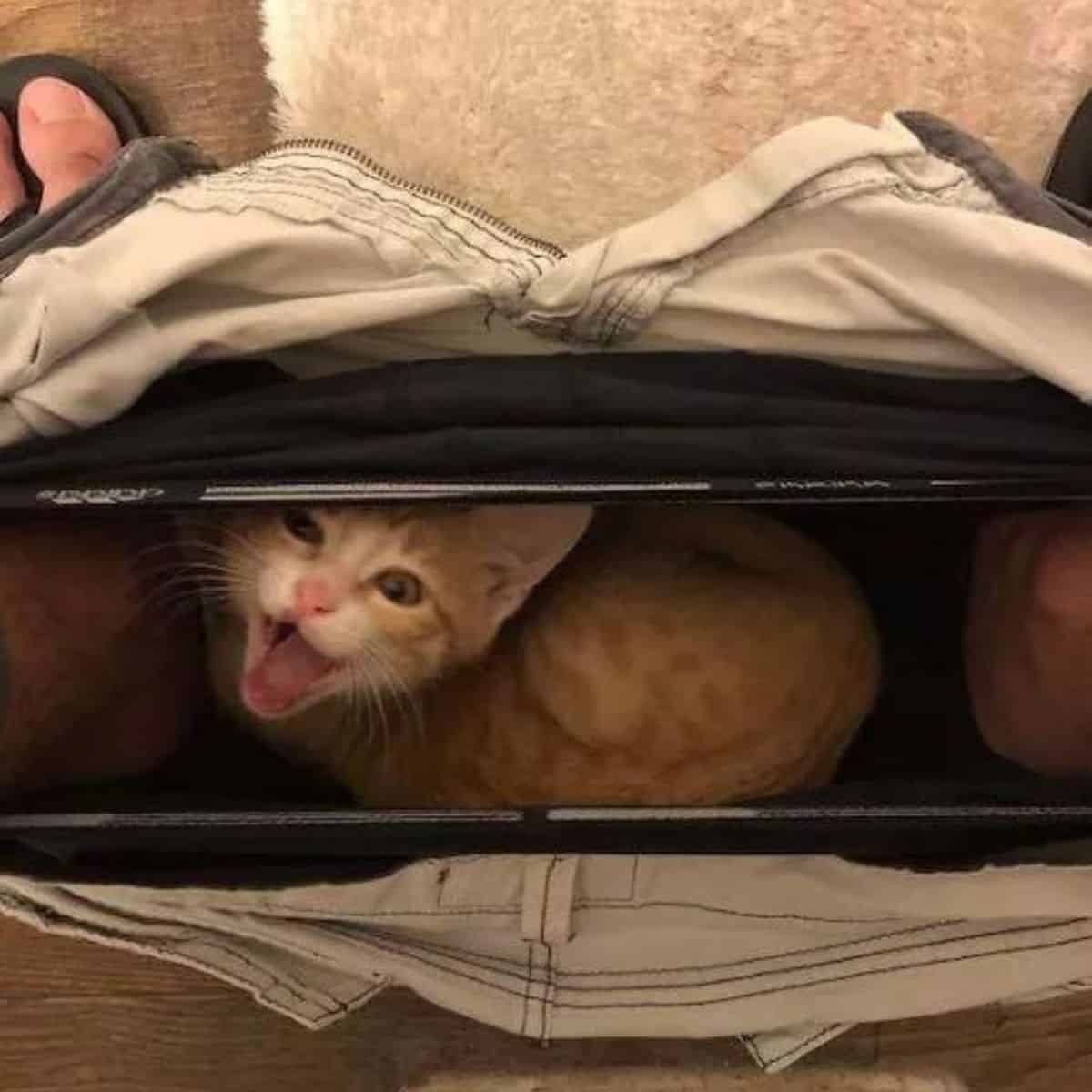 kitten in mans pants