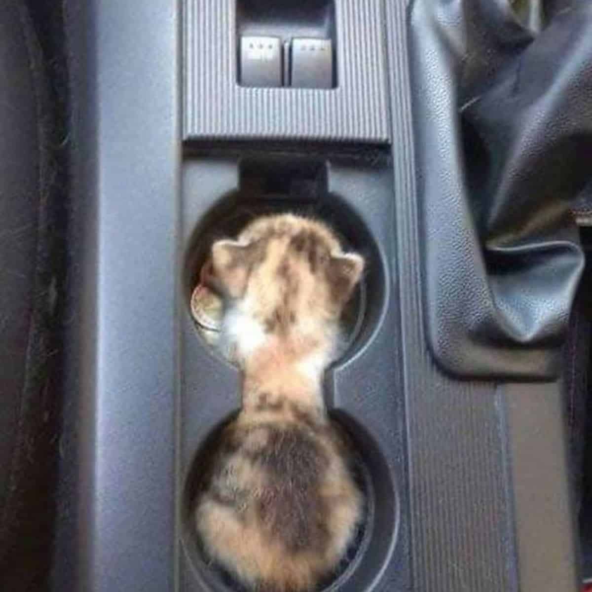 kitten in the car