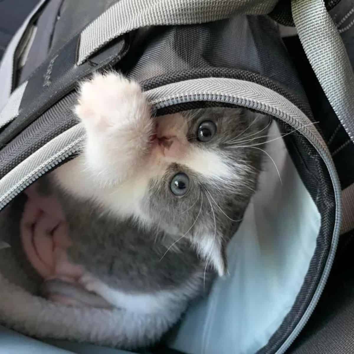 kitten playing in a bag