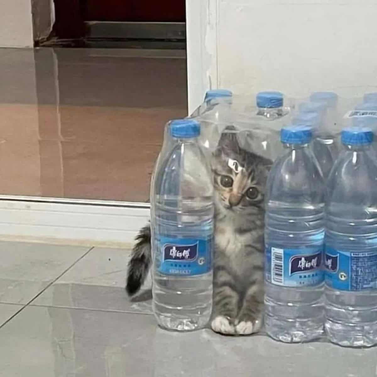 kitten with bottles of water