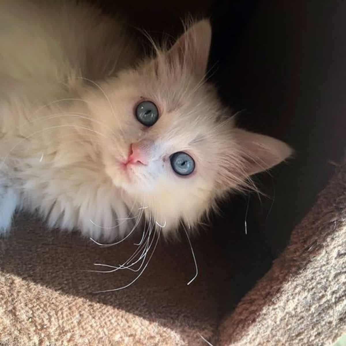 kitten with bright blue eyes looking up