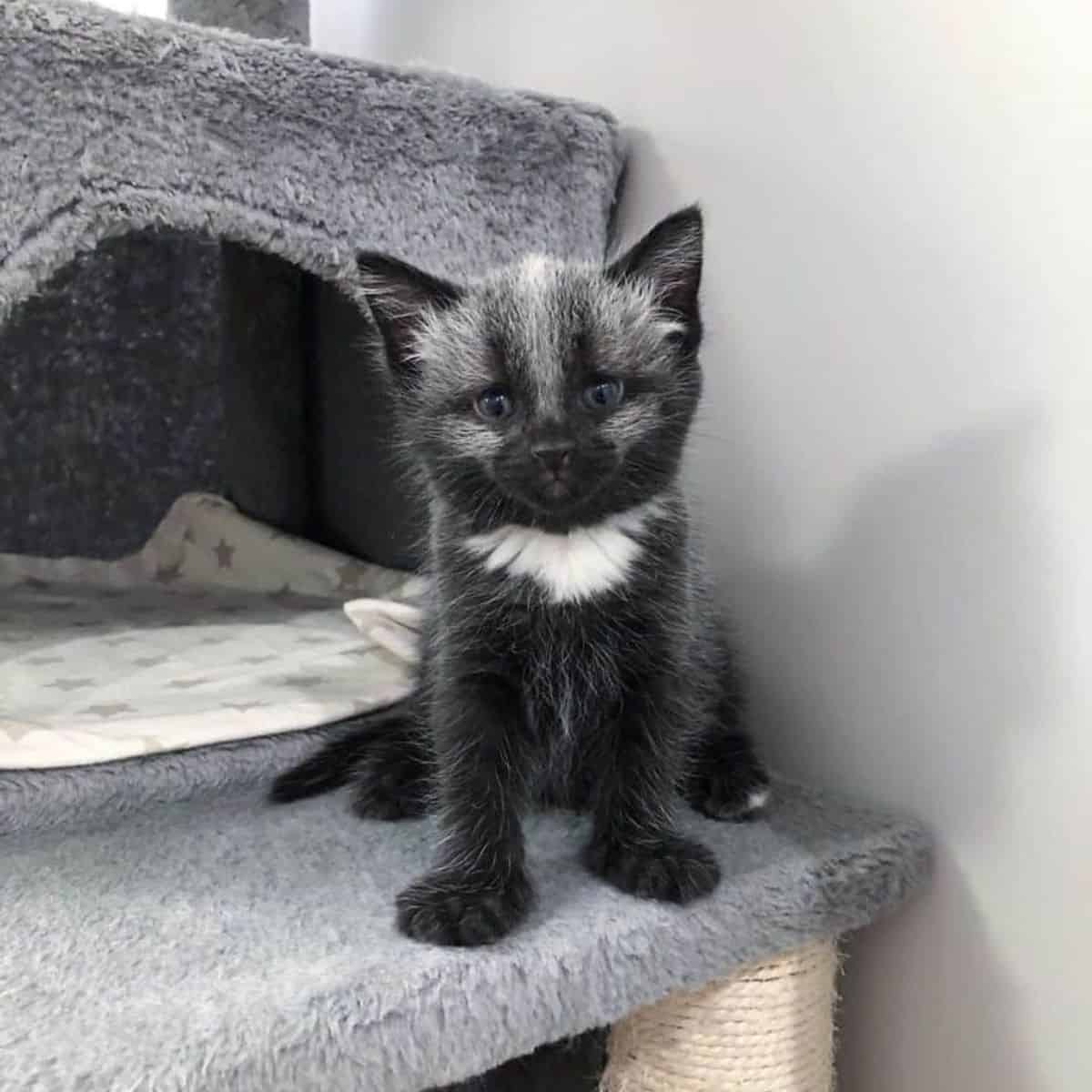 kitten with rare coat sitting