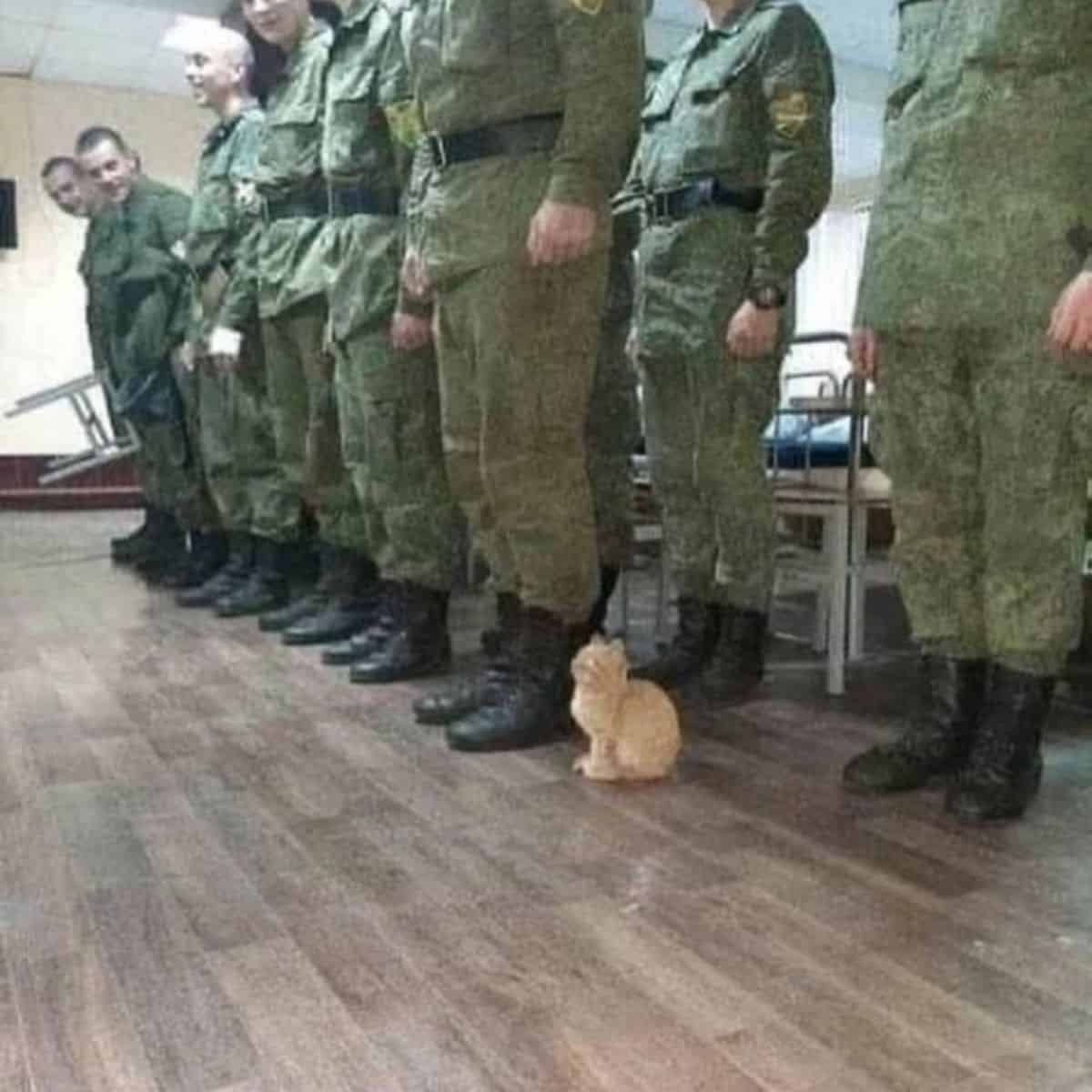 kitten with soldiers