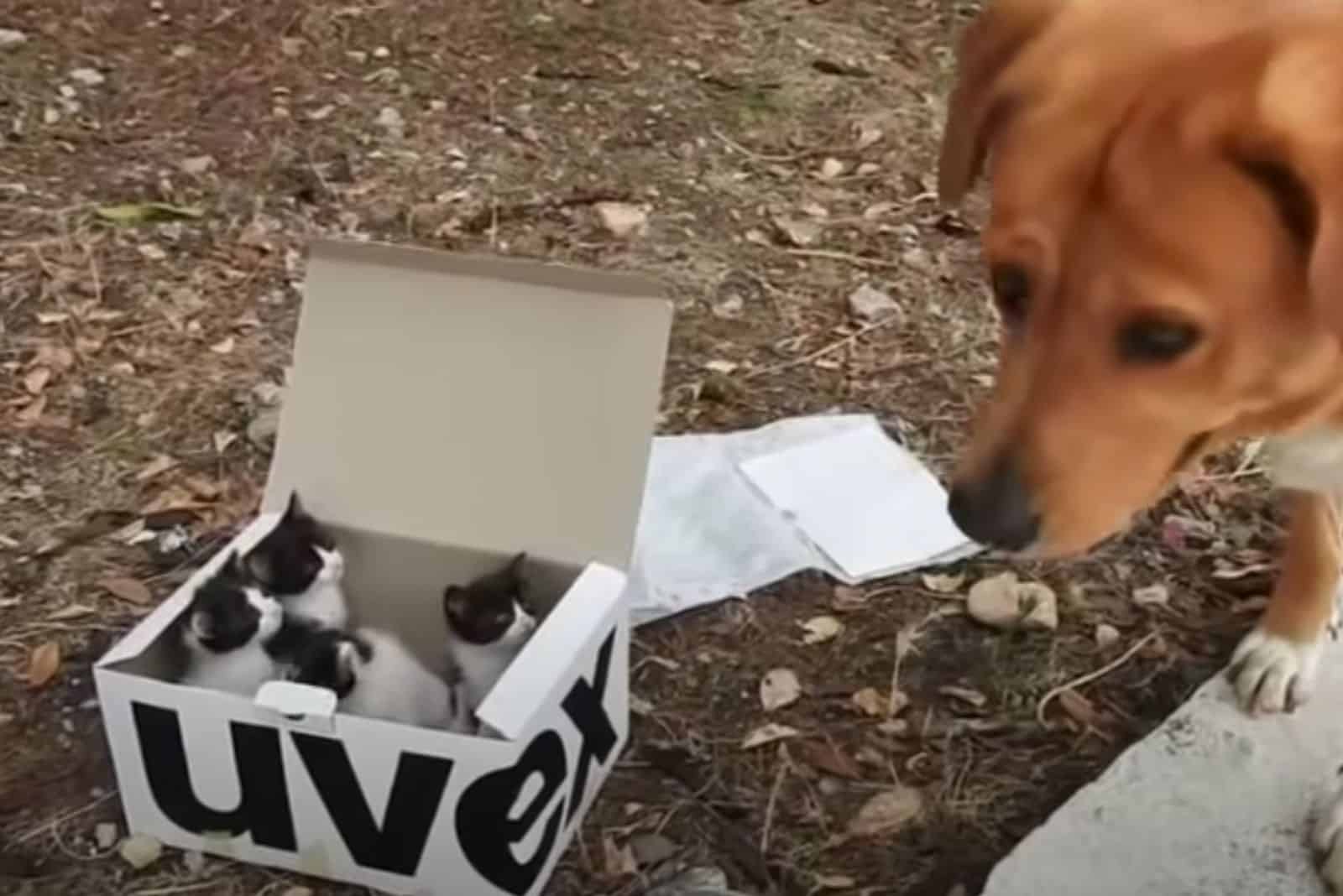 kittens in a box and a dog looking at them