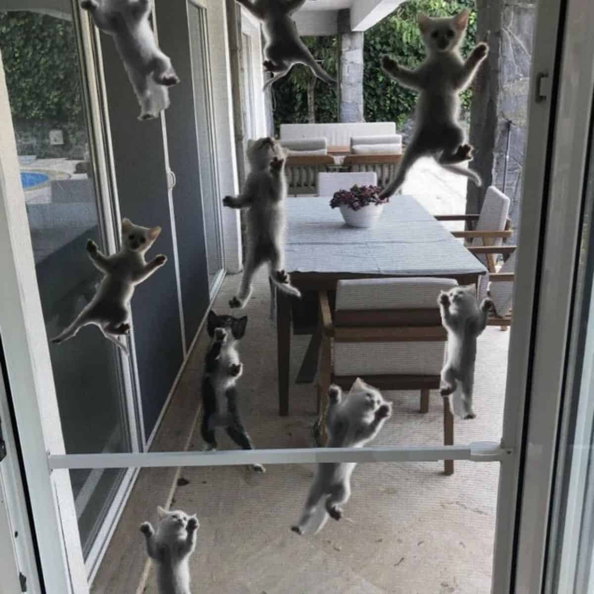 kittens on the balcony door