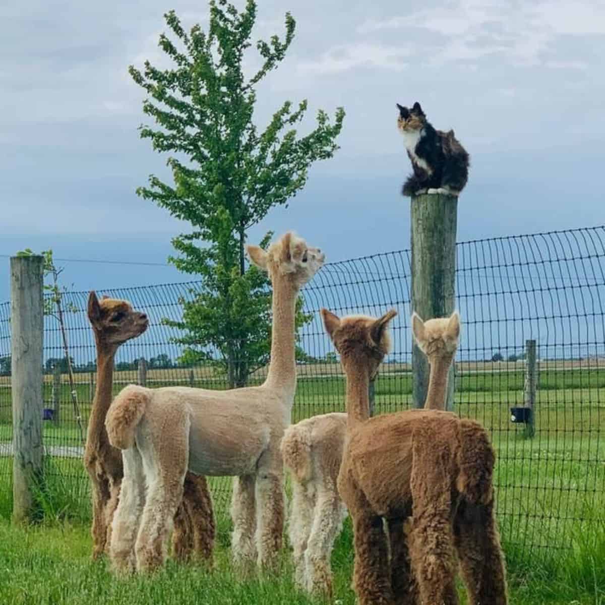 llamas looking at cat