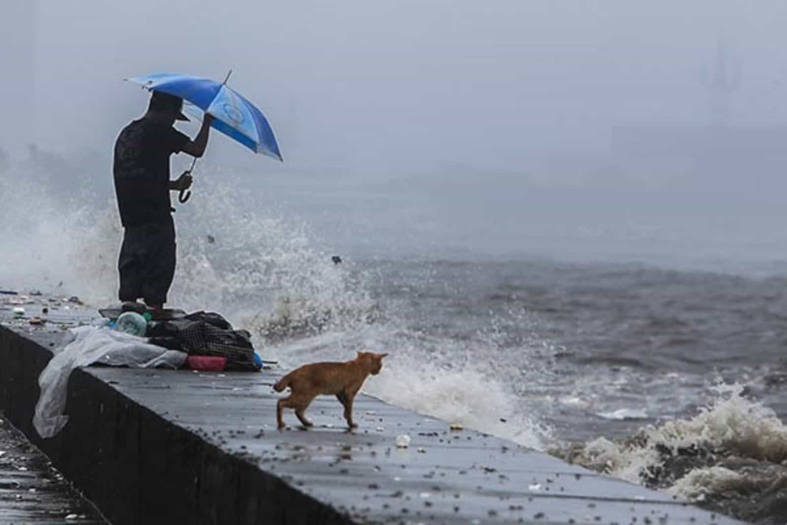 man with a blue umbrella and a cat looking a waves