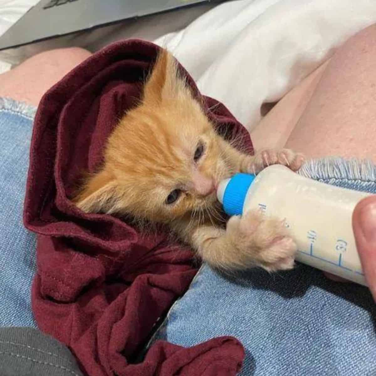 max the cat with bottle