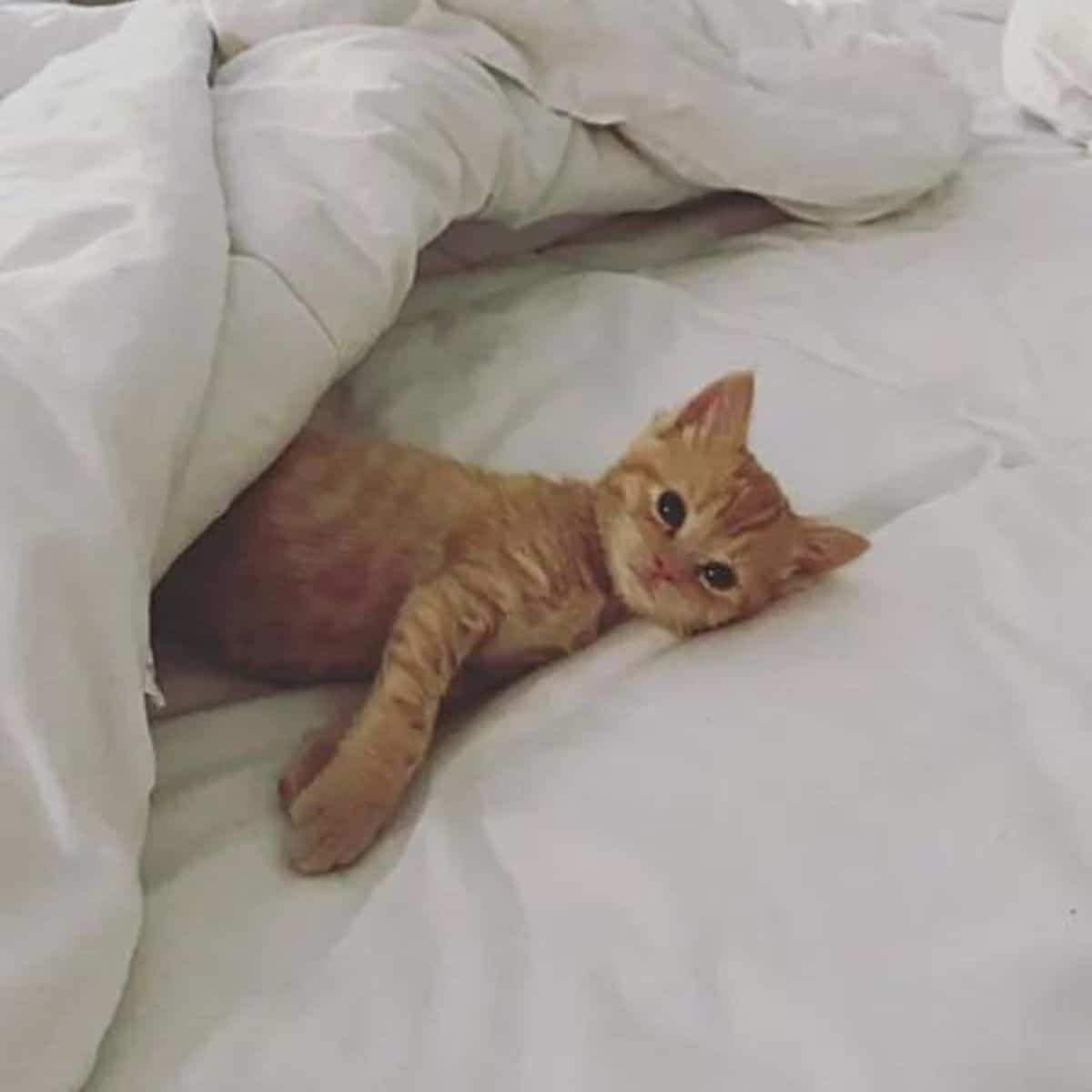 max the kitten lying in bed