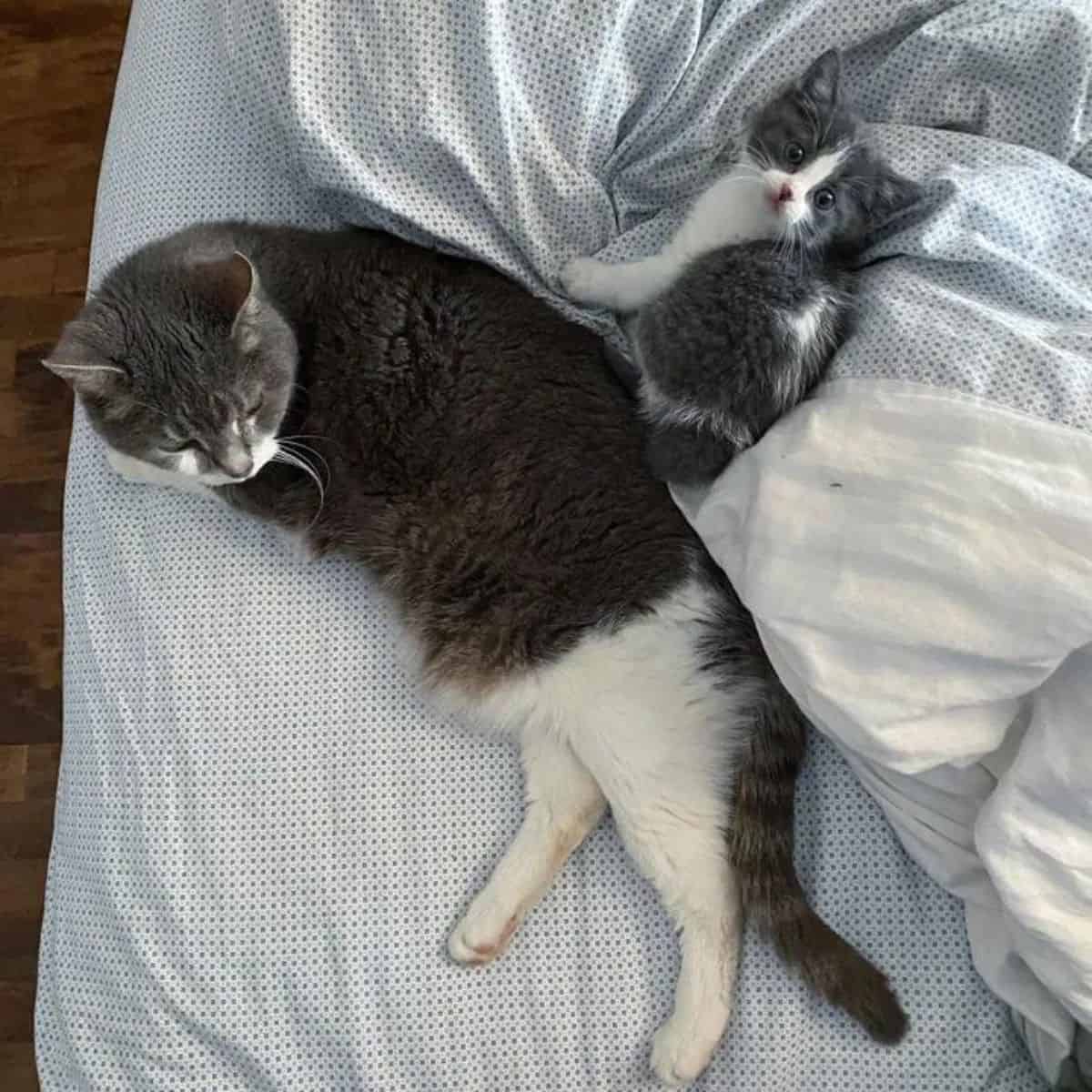 photo of Nannah lying in bed with an other cat