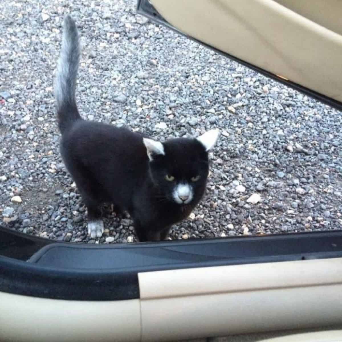 photo of Panda the cat next to the car