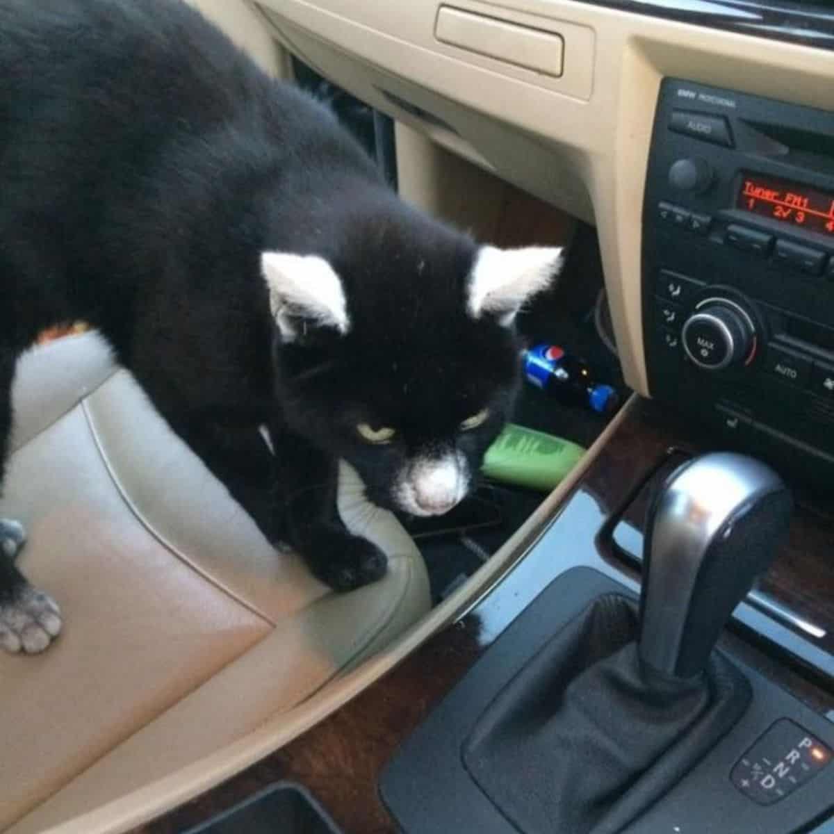 photo of Panda the cat standing in the car