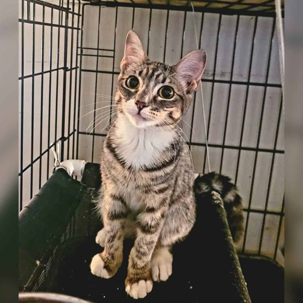 photo of Sprout sitting in a kennel
