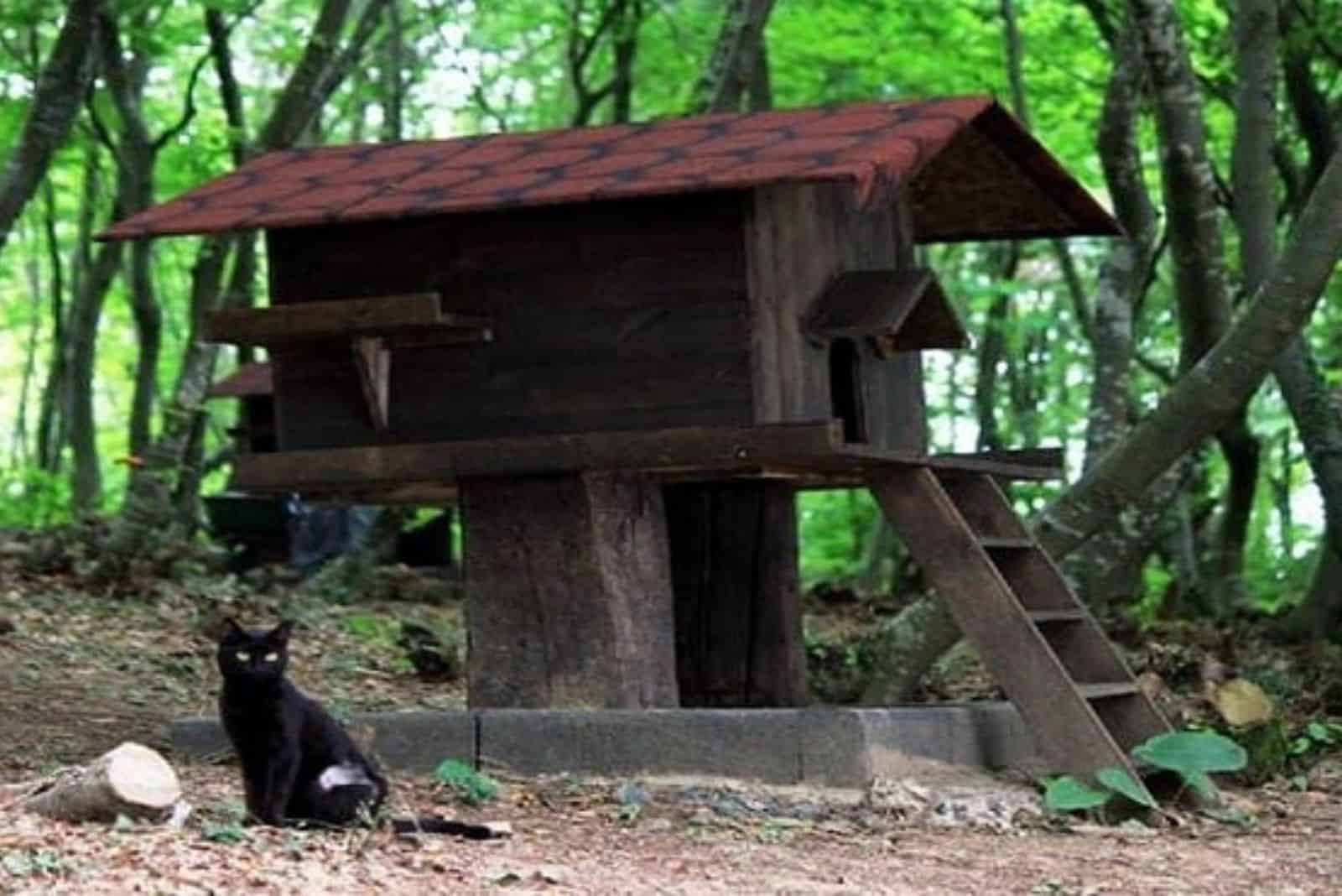 photo of a black cat in the shelter