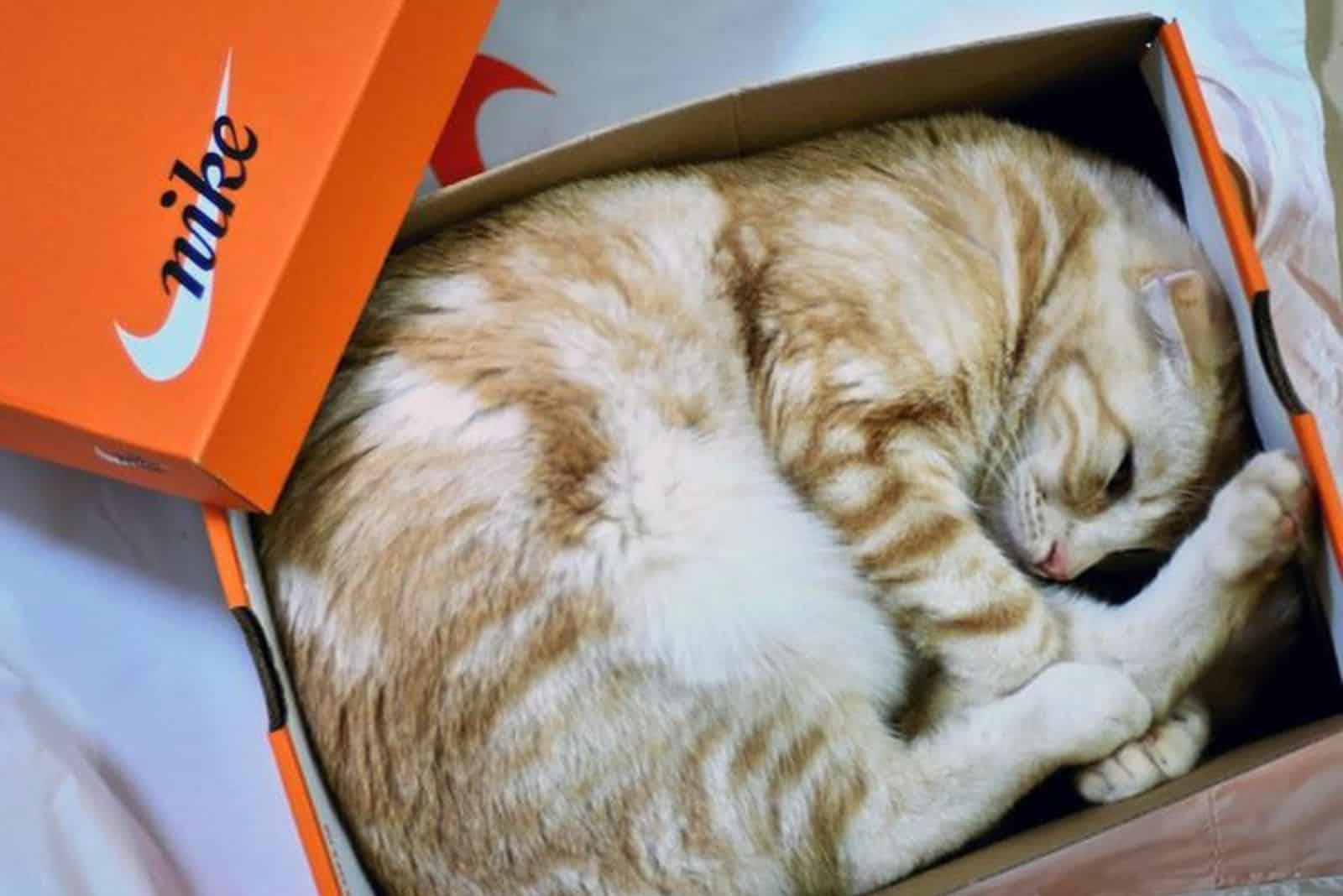 photo of a cat curled up in a cardboard box