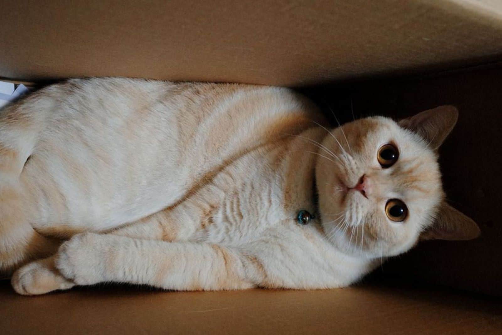 photo of a cat lying in a box